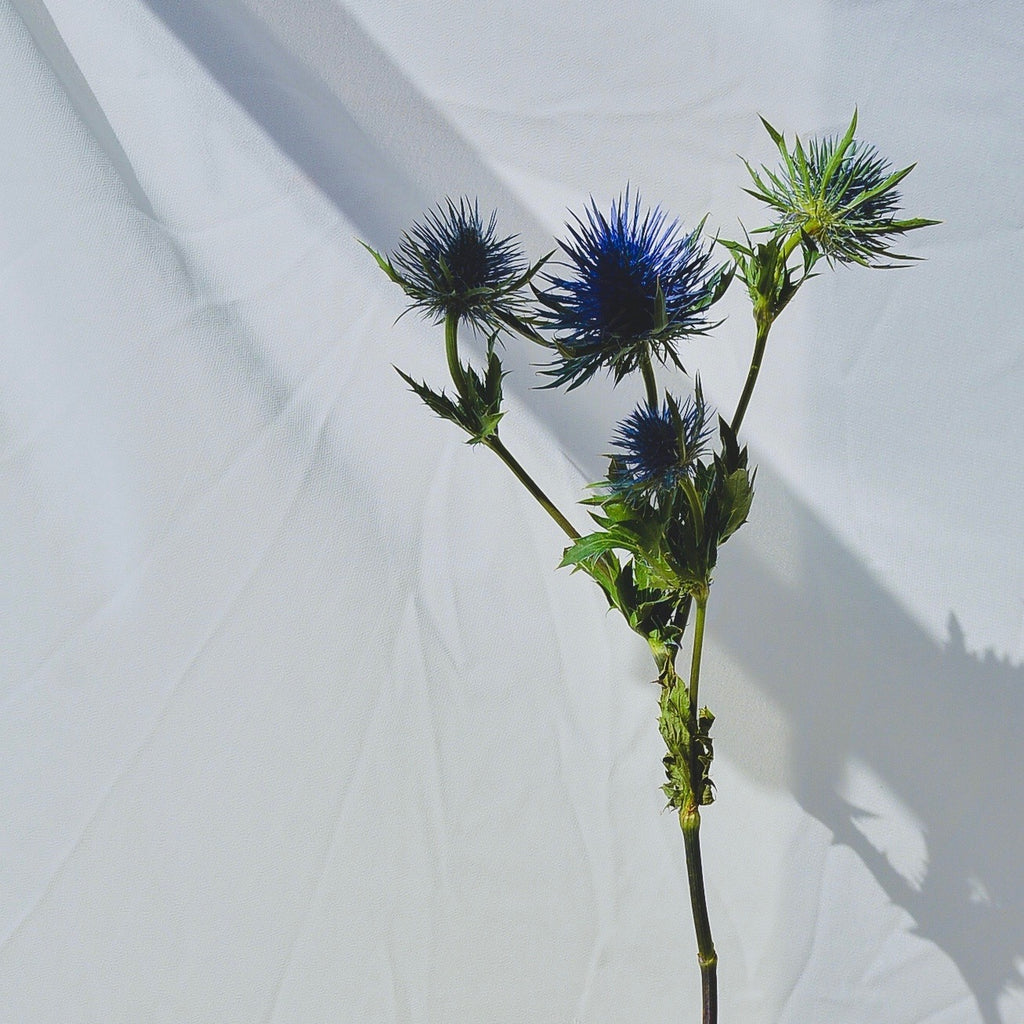 ONARIM - BLUE MOON | atopiye eğilimli ciltler için rahatlatıcı tonik | yüz + vücut + saç