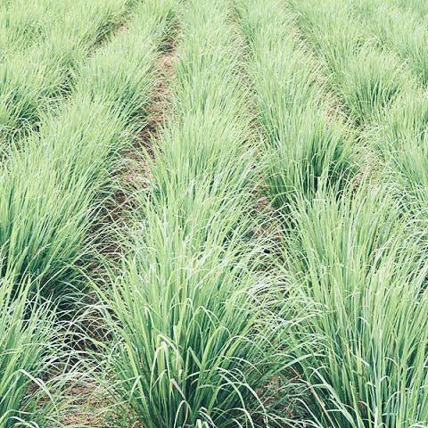 SULAR - CITRONELLA | saf limonotu suyu