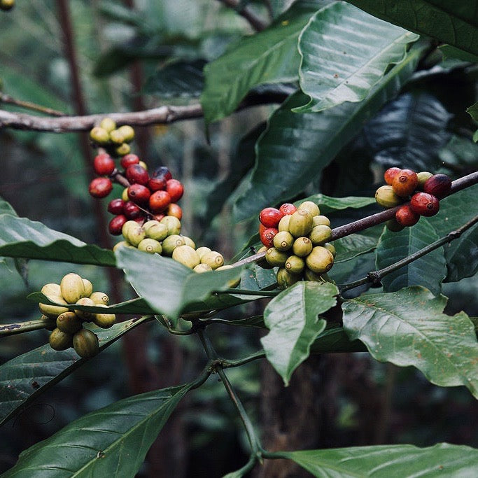 GÖZ ÇEVRESİ - COFFEE BEAN | nemlendirici + tazeleyici kahveli göz altı serumu