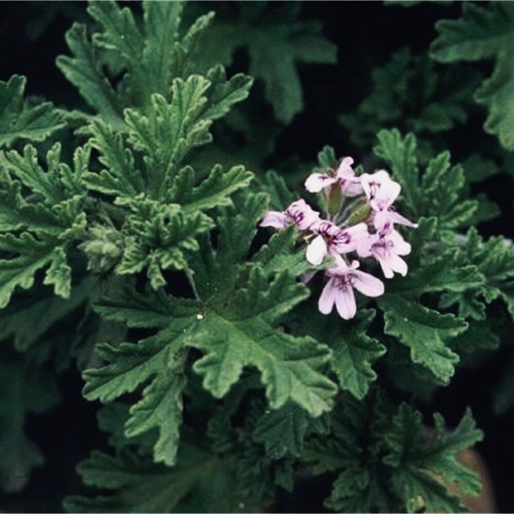 SULAR- GERANIUM | saf ıtır suyu