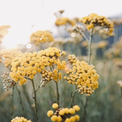 SULAR - IMMORTELLE | saf ölmez çiçeği suyu