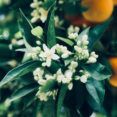 SULAR - NEROLI | saf portakal çiçeği suyu