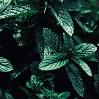 SULAR - PEPPERMINT | saf nane suyu