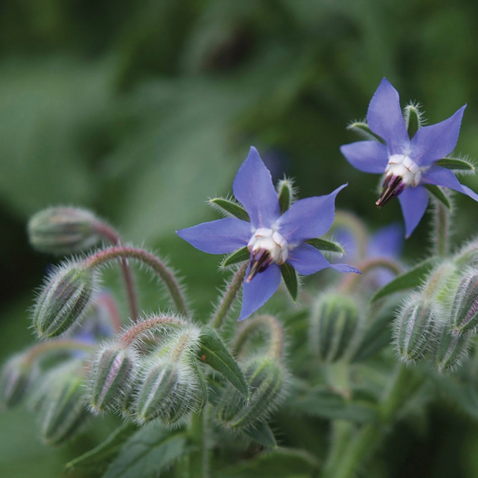 ONARIM - PURE | akneye eğilimli ciltler için arındırıcı serum | yüz + vücut