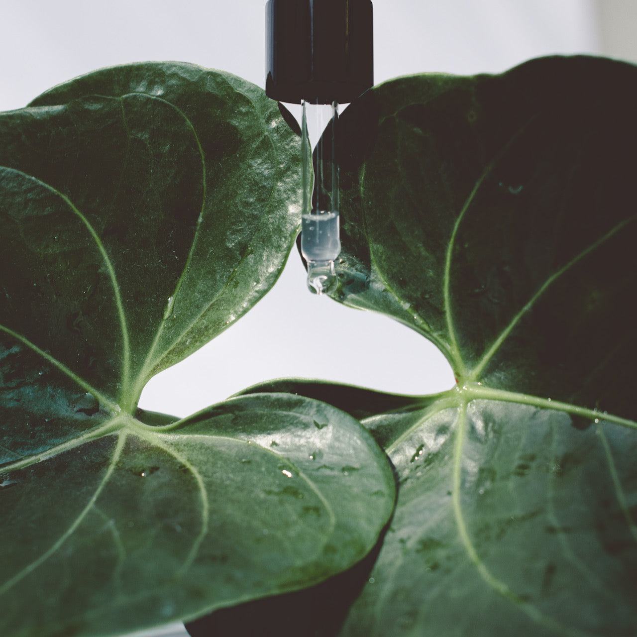 AKTİF - REVE | kaplan otu + yabani zeytin kök hücreleri ve exosomlar içeren nemlendirici, onarıcı ve yaşlanma karşıtı iksir