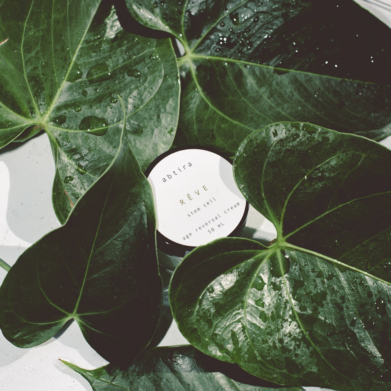 AKTİF - REVE | kaplan otu + yabani zeytin kök hücreleri ve exosomlar içeren nemlendirici, onarıcı ve yaşlanma karşıtı krem