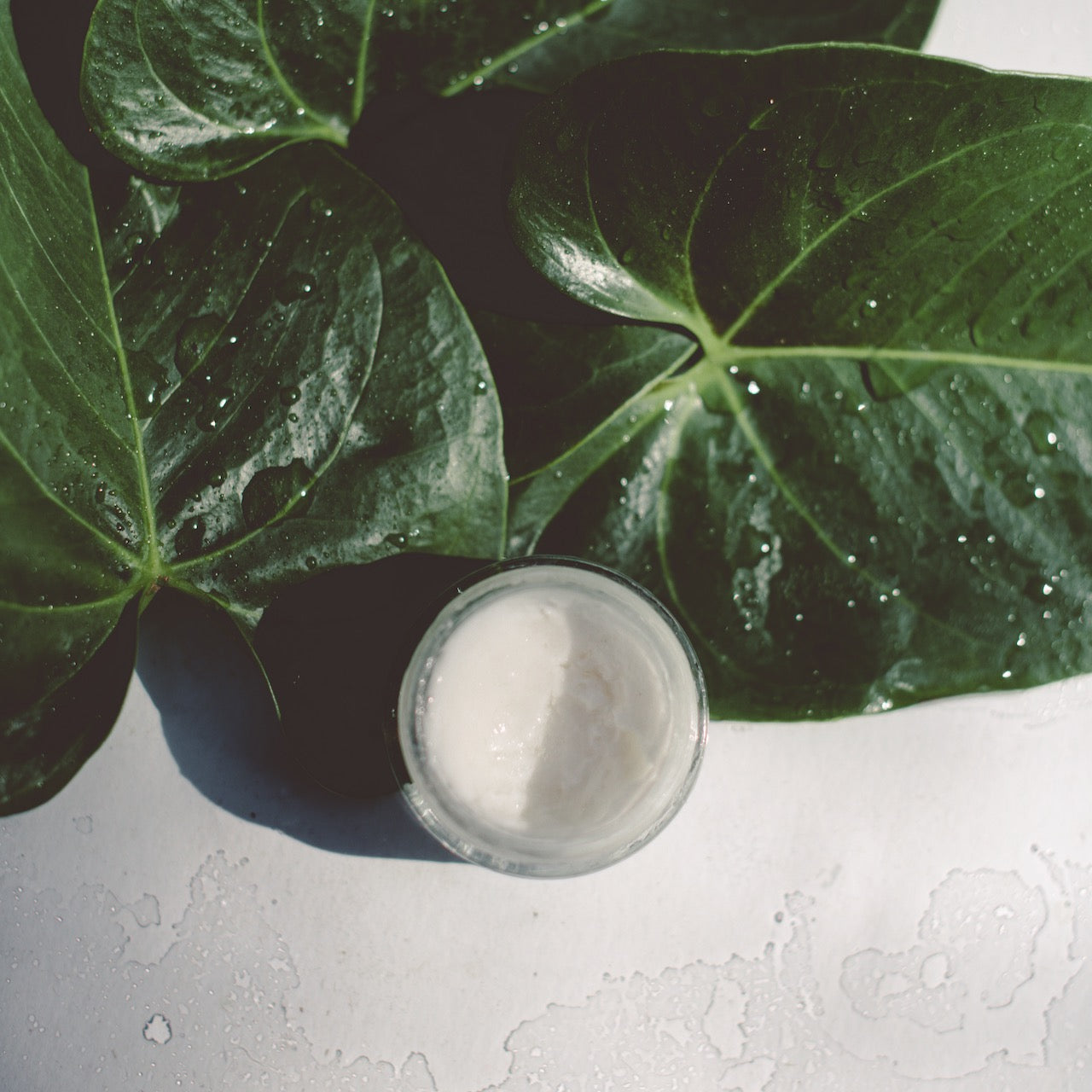 AKTİF - REVE | kaplan otu + yabani zeytin kök hücreleri ve exosomlar içeren nemlendirici, onarıcı ve yaşlanma karşıtı krem